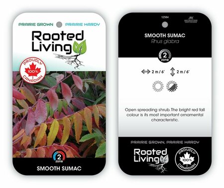 Rhus glabra - Smooth Sumac 2 gal