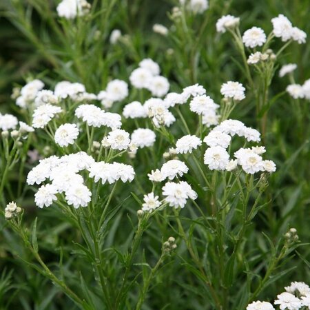 Achillea ptarmica - 'The Pearl' Yarrow [Wh] 2 gal outdoor