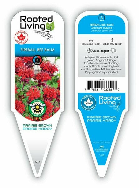 Monarda - 'Fireball' Bee Balm [Red] 1 gal outdoor