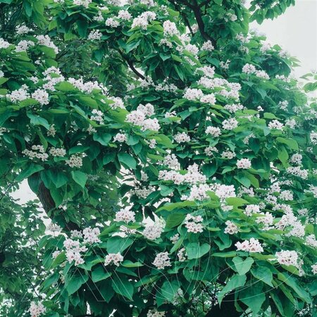 Catalpa speciosa - Northern Catalpa 20 gal - image 1