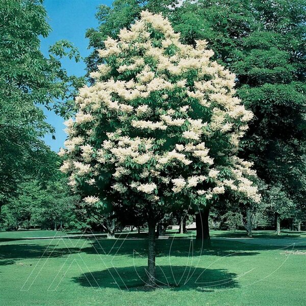 Syringa reticular- 'Signature' Japanese Tree Lilac 15 gal