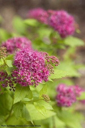 Spiraea jap. - Double Play® 'Gold' (PW) 2 gal PW - image 1