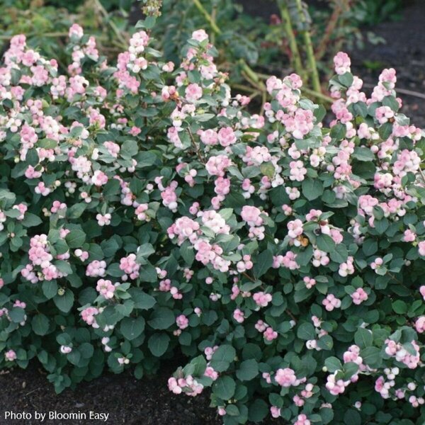 Symphoricarpos - 'Pinky Promise'™ Snowberry (BE) 2 gal BE