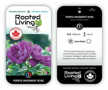 Rosa - 'Purple Pavement' Rugosa Rose 2 gal
