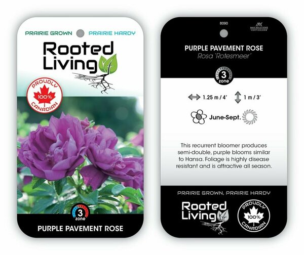 Rosa - 'Purple Pavement' Rugosa Rose 2 gal