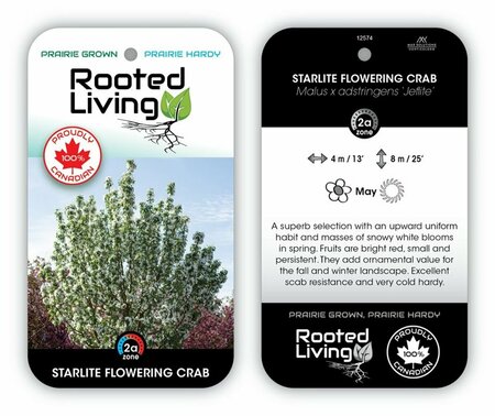 Malus - 'Starlite' Flowering Crab 10 gal