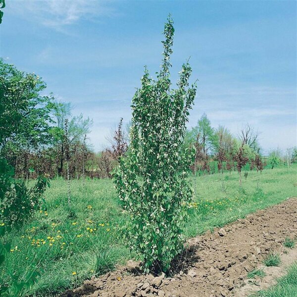 Malus - 'Jade Bouquet' Flowering Crab 7 gal - image 2