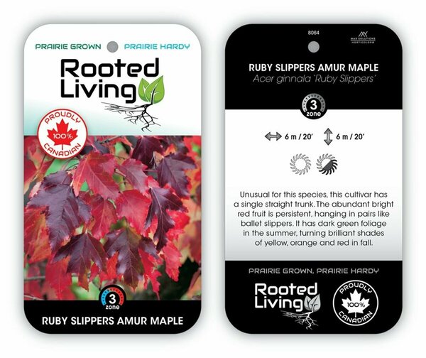 Acer ginnala - 'Ruby Slippers' Amur Maple 15 gal - image 1