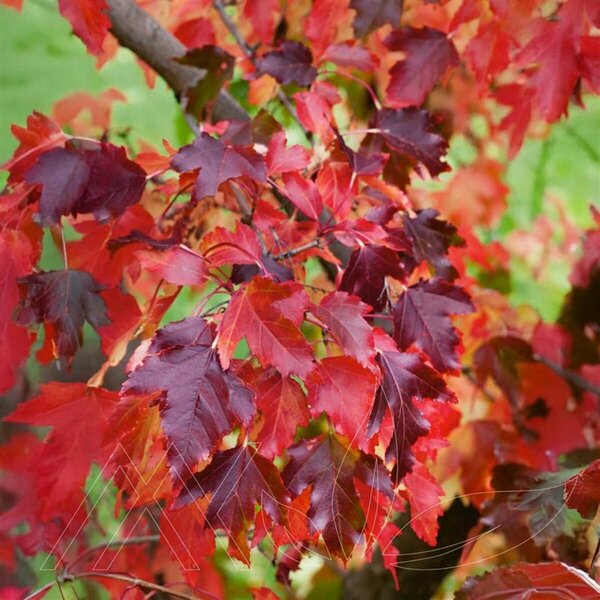 Acer ginnala - 'Ruby Slippers' Amur Maple 15 gal - image 2