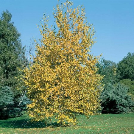 Betula papyrifera - Paper Birch 7 gal multi - image 4