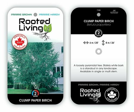 Betula papyrifera - Paper Birch 7 gal multi - image 2