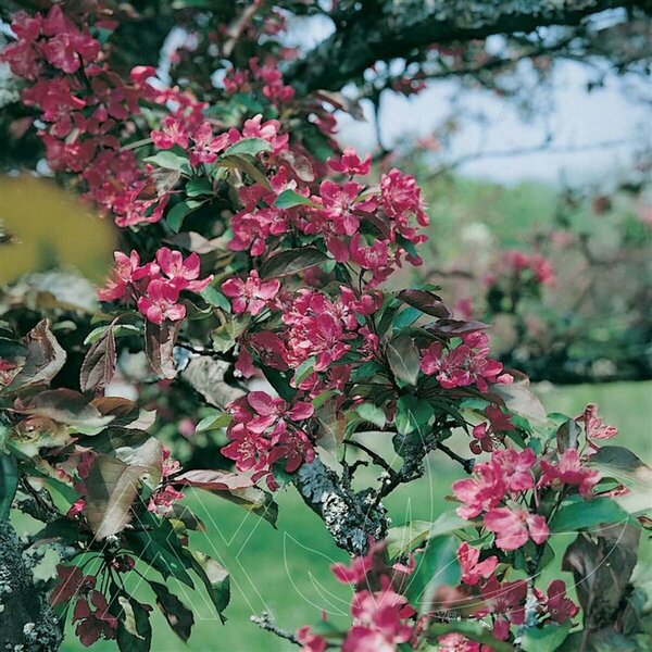 Malus - 'Dark Knight™ Flowering Crab  10 gal