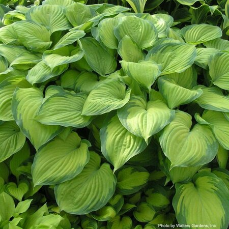 Hosta - 'Guacamole' [Bright Green] 1 gal outdoor