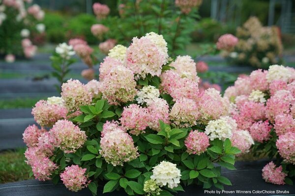 Hydrangea pan. - 'Fire Light Tidbit'® (PW) 2 gal PW - image 2