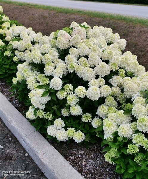 Hydrangea pan. - 'Fire Light Tidbit'® (PW) 2 gal PW
