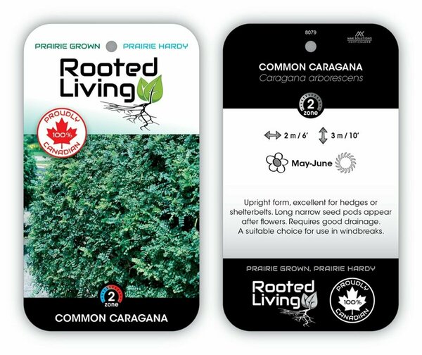 Caragana arb. - Common Caragana / Siberian Peashrub 1 gal