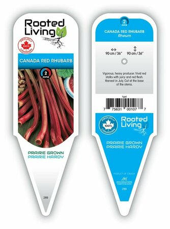 Rheum - 'Canada Red' Rhubarb 1 gal outdoor