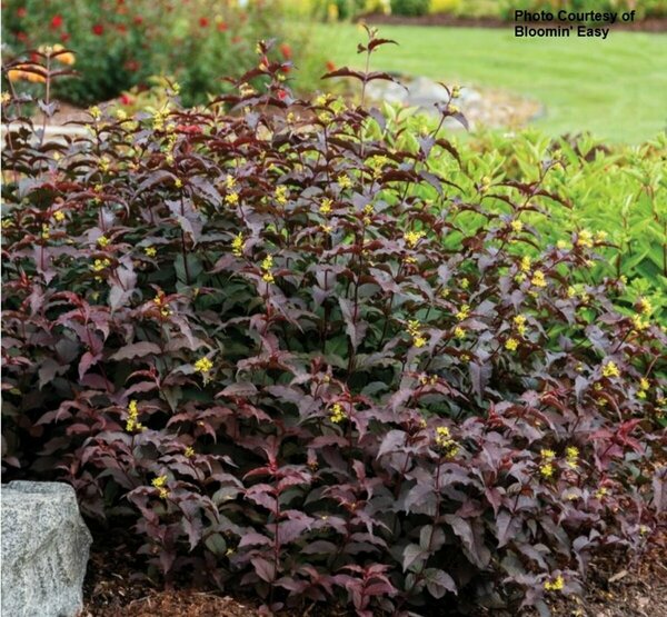 Diervilla - 'Nightglow'™ Bush Honeysuckle [Ppl-Rd] (BE) 2 gal BE
