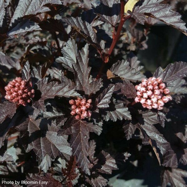 Physocarpus - 'Panther'™ Ninebark (BE) 2 gal BE