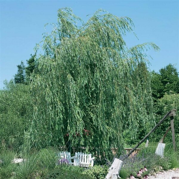 Salix babylonica - Weeping Lace Willow 7 gal - image 2