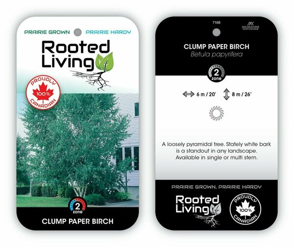 Betula papyrifera - Paper Birch 2 gal multi - image 2