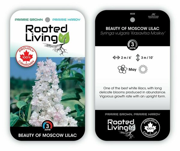 Syringa vulgaris - 'Beauty of Moscow' French Lilac [Wht/Pk] 1 gal