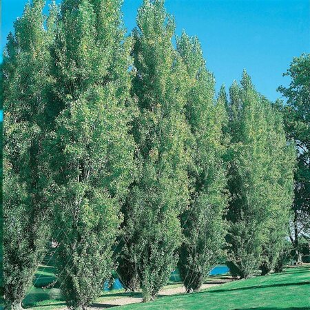 Populus x canadensis - 'Prairie Sky' Poplar 2 gal - image 2