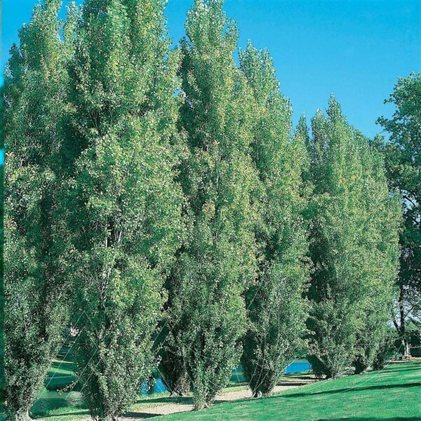 Populus x canadensis - 'Prairie Sky' Poplar 2 gal - image 2