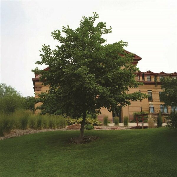Alnus hirsuta 'Harbin' - 'Prairie Horizon' Manchurian Alder 5 gal