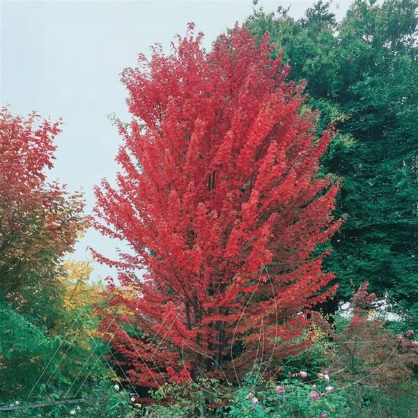 Acer freemanii - 'Autumn Blaze' Maple 7 gal - image 2