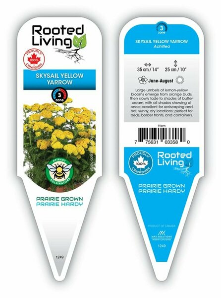 Achillea - Skysail™ Yellow Yarrow [Dwf] 1 gal outdoor