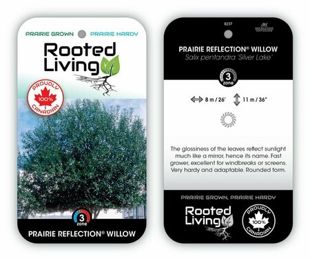 Salix pent. 'Silver Lake' - Prairie Reflection Willow 5 gal - image 1