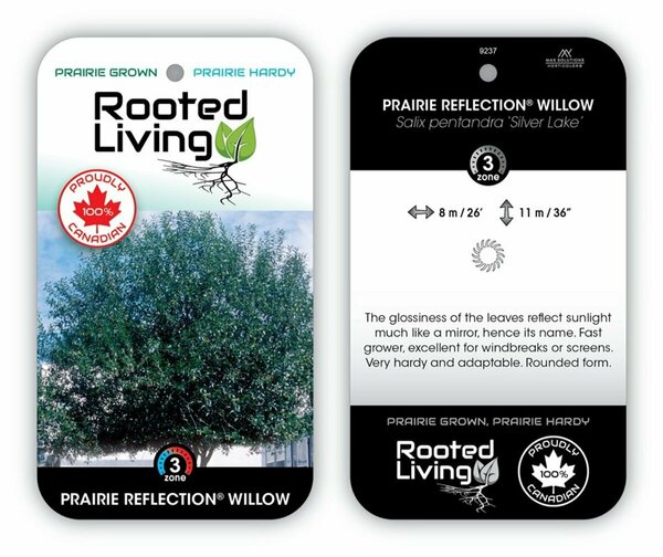 Salix pent. 'Silver Lake' - Prairie Reflection Willow 5 gal - image 1