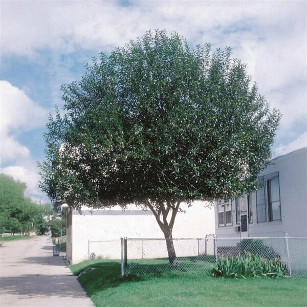 Salix pent. 'Silver Lake' - Prairie Reflection Willow 5 gal - image 2