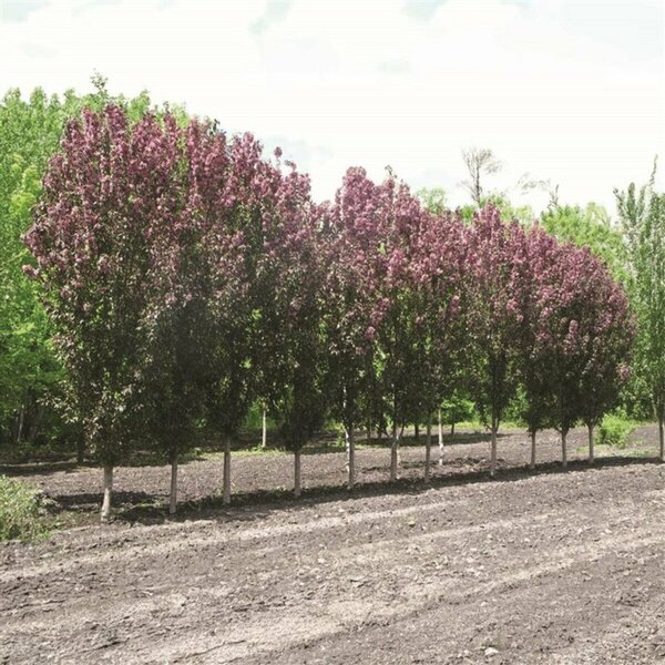 Malus - 'Gladiator' Flowering Crab 15 gal - image 1