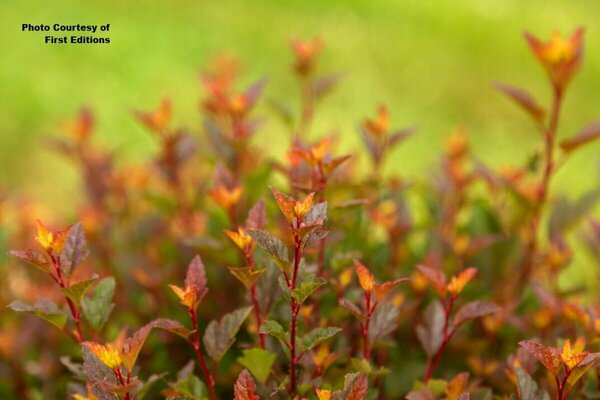 Physocarpus - 'Spicy Devil'® Ninebark (FE) 5 gal - image 2