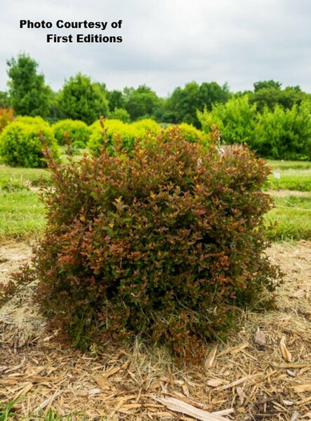 Physocarpus - 'Spicy Devil'® Ninebark (FE) 5 gal