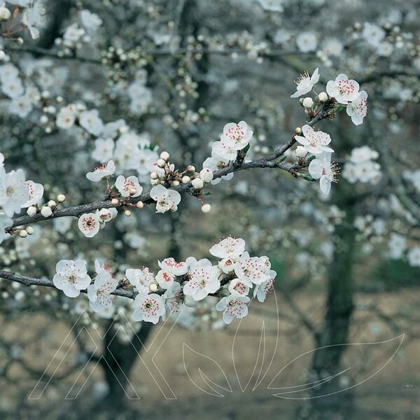 Prunus nigra - 'Princess Kay' Flowering Plum 10 gal - image 1