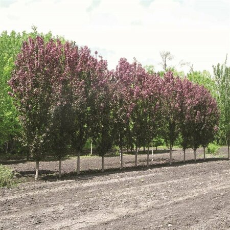Malus - 'Gladiator' Flowering Crab 10 gal - image 1