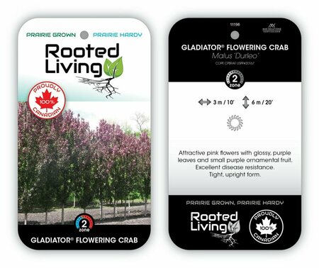 Malus - 'Gladiator' Flowering Crab 10 gal - image 2