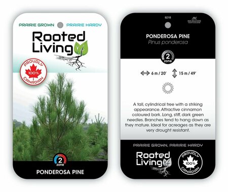 Pinus - Ponderosa Pine 215cm BB / 7'