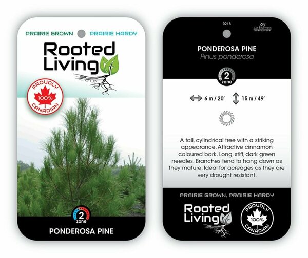 Pinus - Ponderosa Pine 215cm BB / 7'