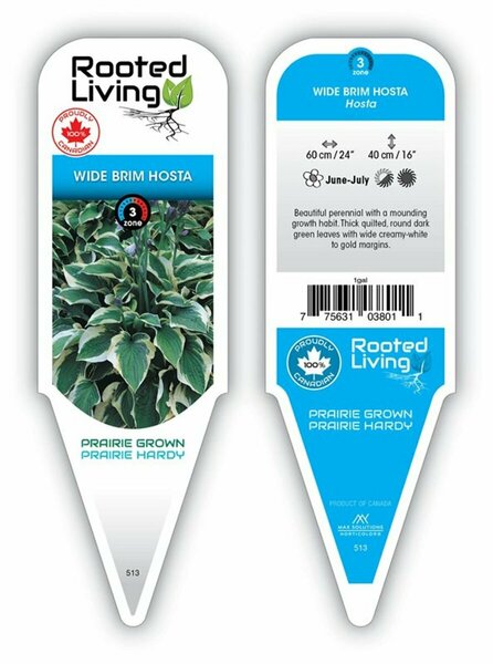Hosta - 'Wide Brim' [Gr/Wh] 1 gal outdoor