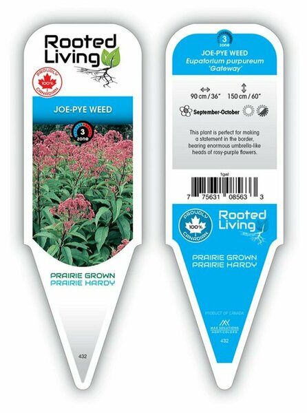 Eupatorium purp. - 'Gateway' Joe-Pye Weed 1 gal outdoor