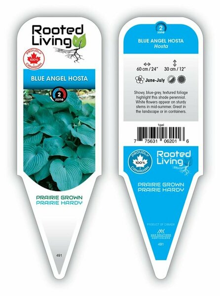Hosta - 'Blue Angel' [Bl-Grey] 1 gal outdoor