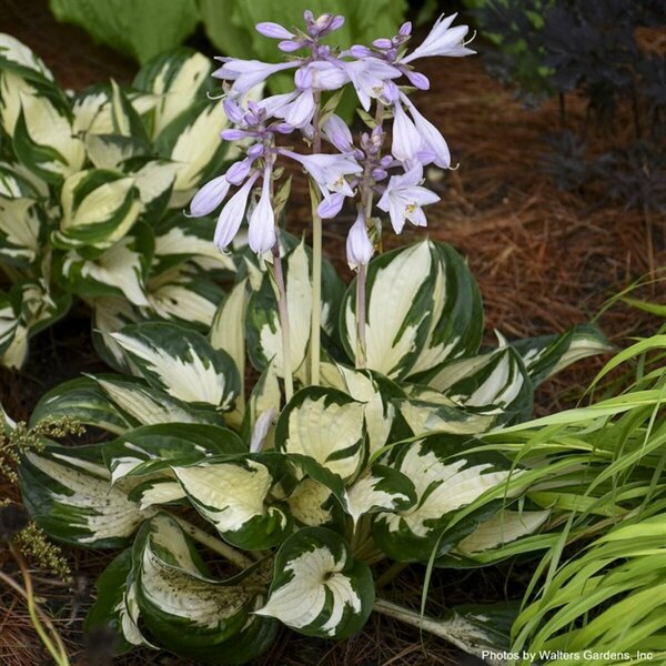 Hosta - 'Fire and Ice' [Wh/Gr] 1 gal outdoor