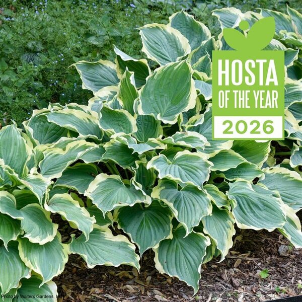 Hosta Shadowland®- 'Hope Eternal Springs' (PW) 1 gal