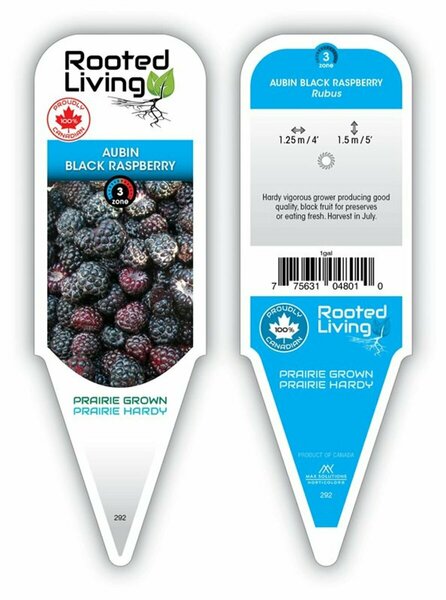 Rubus - 'Aubin Black' Raspberry 1 gal outdoor