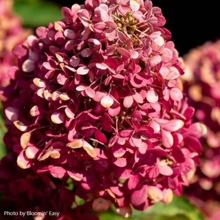 Hydrangea pan. - 'Bouncy' (BE) 2 gal BE - image 1