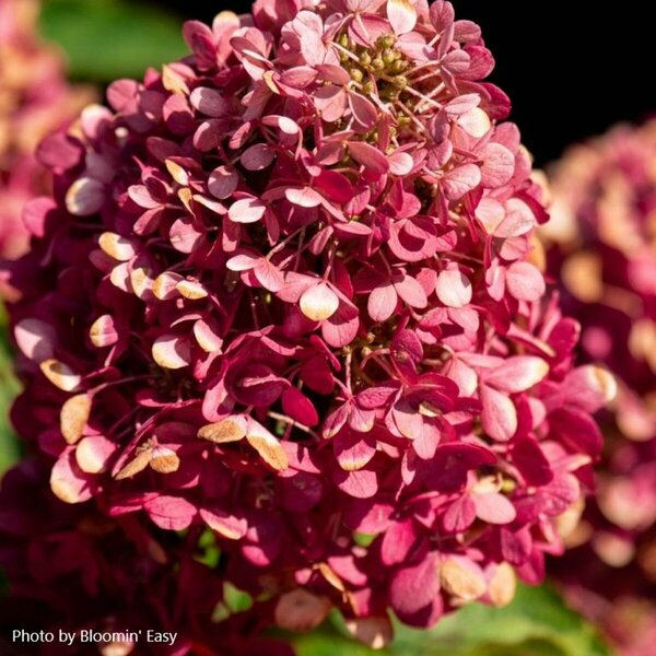Hydrangea pan. - 'Bouncy' (BE)  2 gal BE